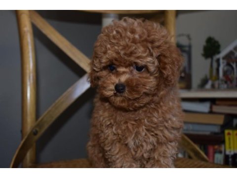 Ev ortamında büyüyen toy poodle yavrular