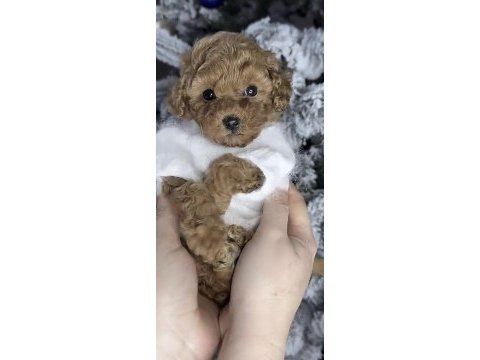 Toy poodle yavrumuz