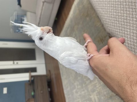 3 aylık evcil albino sultan papağanı