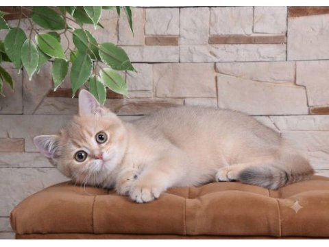 British shorthair lilac gold dişi yavru