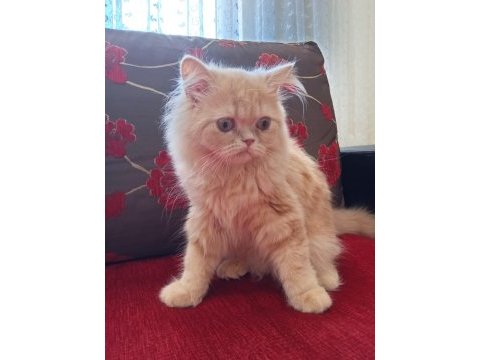 Baldan tatlı british longhair kedimiz krema