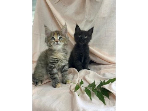 Maine coon özel yavrular
