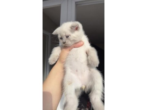 Dünyalar tatlısı çok sevecen scottish fold cinsi kedimiz