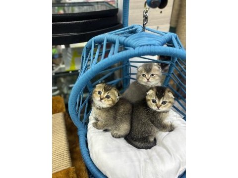 Kalite british shorthair scottish fold yavrular hazır