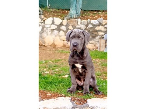 Cane corso blue yavrumuz erkek