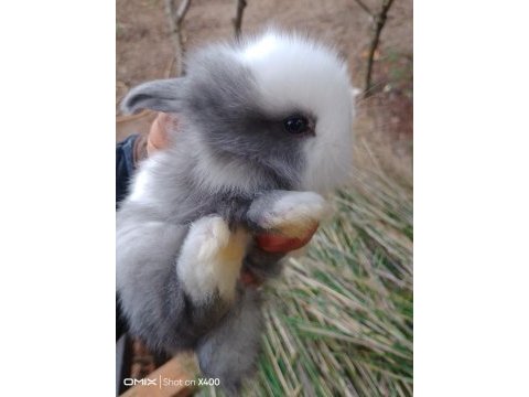 Yavru hollanda lop tavşanları