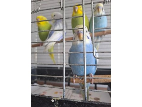 5 adet 2 aylık muhabbet kuşu yavru