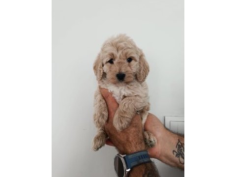 Toy poodle yavruları