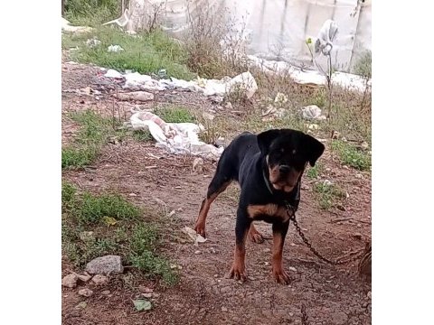 14 aylık dişi rottweilerimiz