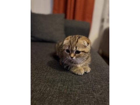 Minik scottish fold kaplanım