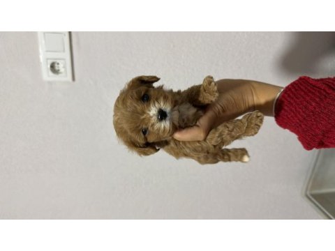 Teacup kore maltipoo