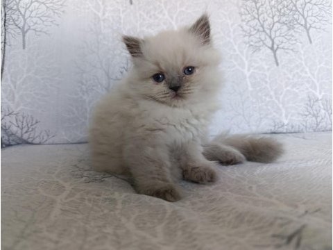Son bebek kedilerim