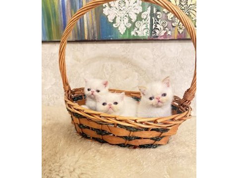 Exotic shorthair iddia ediyorum ülkedeki en iyi yavrular