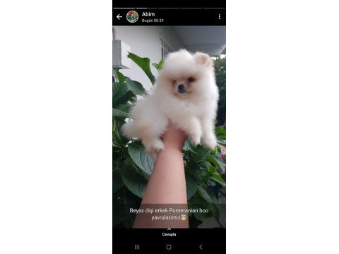 A kalite ırk sağlık garantili pomeranian boo