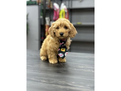 Kıvır kıvır koyu maltipoo yavrular