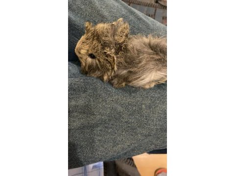 Birçok çeşit ginepig mevcut