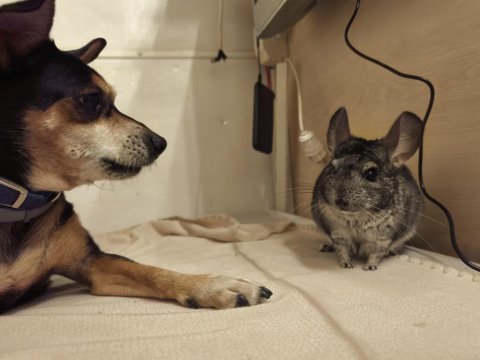 Erkek chinchilla 1.5 yaşında
