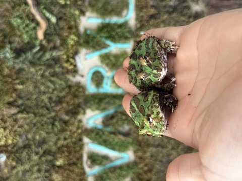 Green pacman frog
