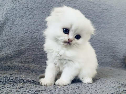 British longhair ve scottish yavrular özel kalite