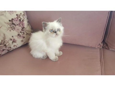 Egzotik iran kedisi kızım