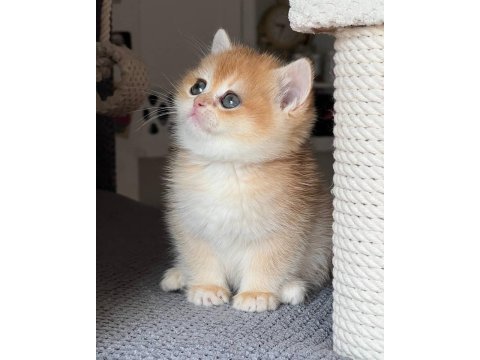 Türünün en kalitelisi golden british shorthair 