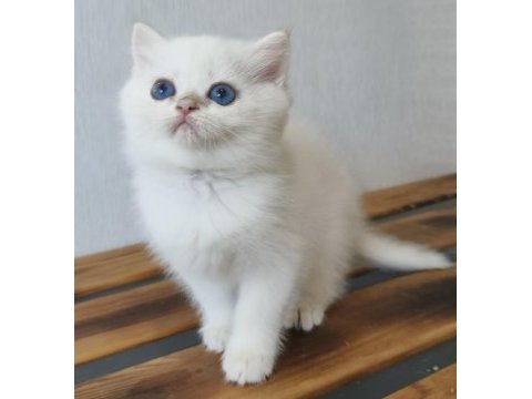 British shorthair ny12 33 erkek