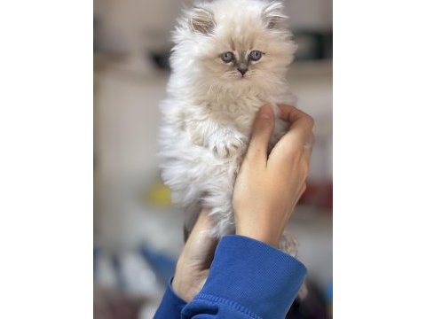 Üst kalite dişi british longhair yavrumuz kartopu