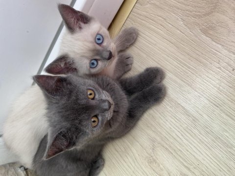 Sağlıklı uyguna show kalite british shorthair
