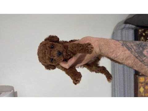 Yasal çiftlikten toy poodle