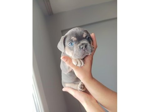 Kalite french bulldog arayanlar