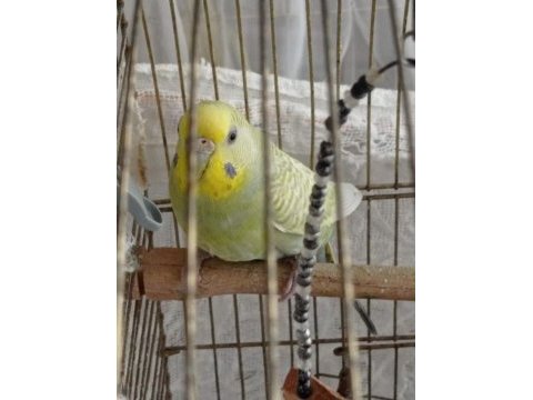 3 dişi ve 1 erkek muhabbet kuşu