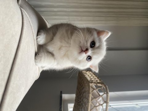 45 günlük scottish fold yavrular