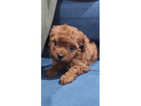 Oyuncak boy toy poodle bebekler