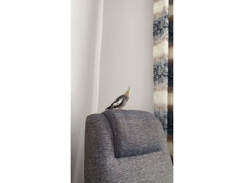 Dişi grey sultan papağanı
