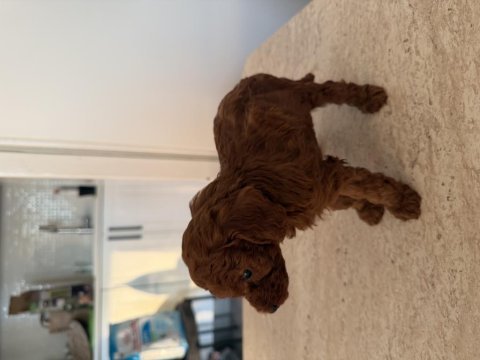 Kore poodle 30 günlük erkek