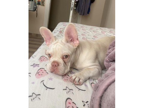 İsabella tan platinium erkek yavru french bulldog