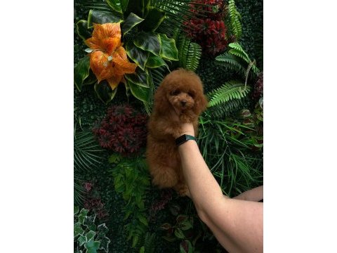 Red toy poodle