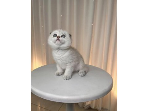 Scottish fold yavrumuz