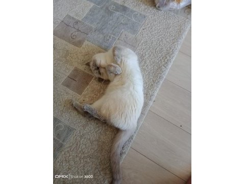 2 yaşında erkek blue point kedimiz