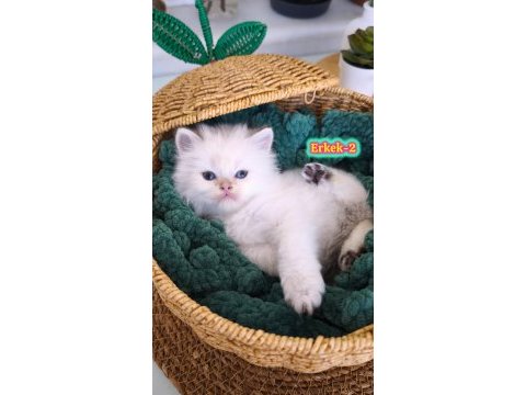 Safkan british longhair ve shorthair show kalite yavrular