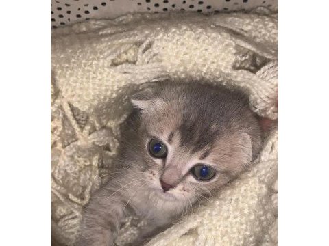 Anne baba şecereli scottish fold minikler