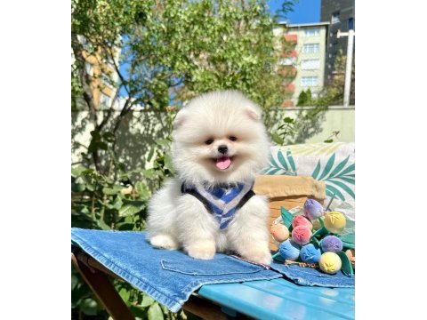 Boo pomeranian ayi surat yavrular