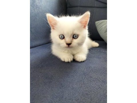 British shorthair silver point ve brown tabby yavrular