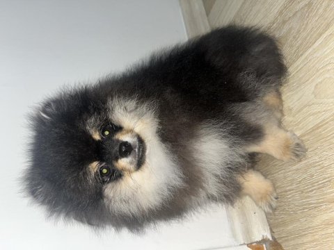 3 aylık bir dişi bir erkek pomeranian