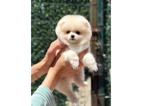 Kusursuz karbeyaz dişi pomeranian boo
