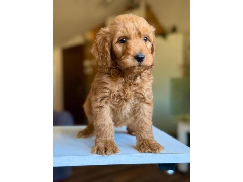 2 aylık dişi maltipoo yavrusu