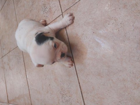 French bulldog yavrular 45 günlük