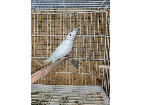 Yeni eşleme sultan papağanı albino takım