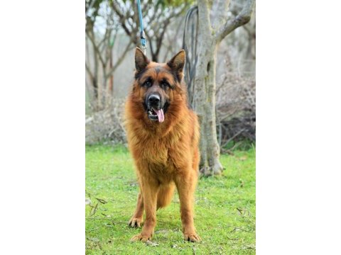 A scr belgeli alman kurdu yavrular