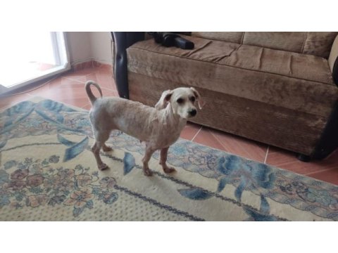 Ücretsiz sahiplendirme köpeğimiz
